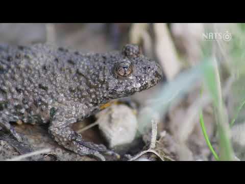 Gelbbauchunke / Yellow-bellied toad | 90 NATS