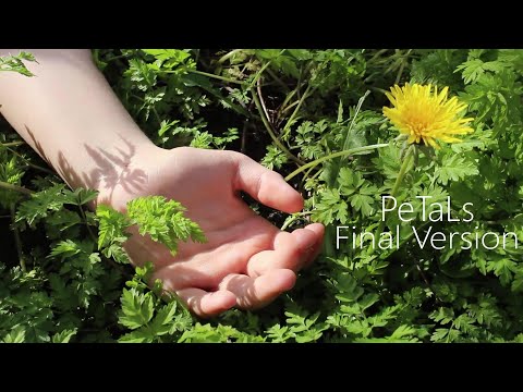PeTaLs (Final Version) [Short Film]