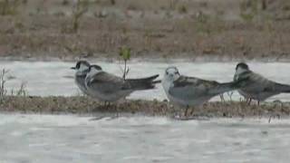 preview picture of video '2.10.10 Guifette leucoptère (Chlidonias leucopterus, White-winged Tern)'