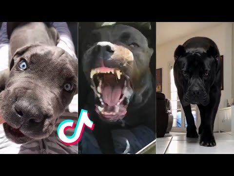 Cane Corsos are Badass and Cute - Tiktok Compilation!