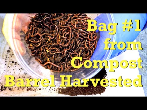 Move out worms & harvest castings from compost barrel bag #1 - vermicompost