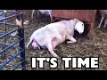 Sheep Giving Birth Mastering The Art Of Assisting Sheep In Giving Birth