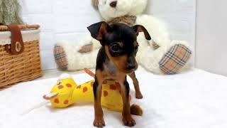 ミニチュアピンシャーの動画02