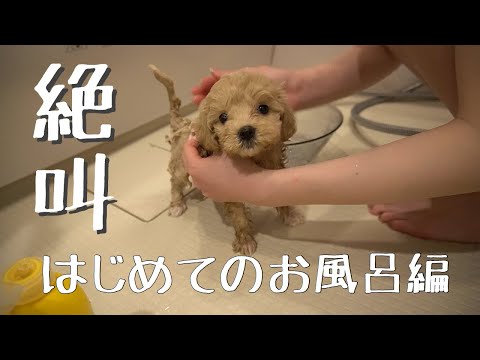 生後2ヶ月の子犬をお風呂に入れてもいいですか?