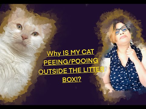 WHY Is My Cat PEEING/POOING Outside Litter Box?! PART 1: Litter Tray Issues