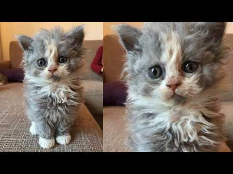 Curly Haired Cats ||  People Are Losing Their Minds Over Curly-Haired Cats || How to get as pet one!
