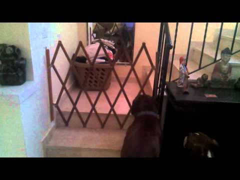 my smart dog open the gate...