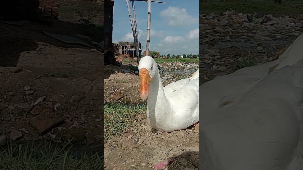 Dk animals lovers //🦢🦢🦢🦤🦤#phonk #anime #remix #funny #music #petreaction #duck #shorts #shortsfeed