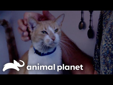 Blinkie the Kitty Pees EVERYWHERE! | My Cat From Hell | Animal Planet