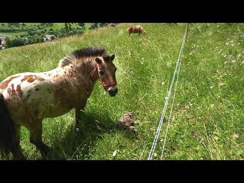 Pensiune deosebita in Zarnesti - Preparate traditionale - Pensiunea Hora cu brazi