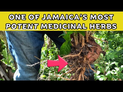 Guinea hen weed benefits & medicinal uses in Jamaica / Earth's Medicine