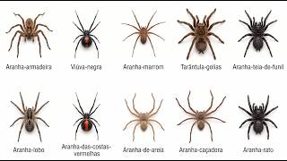 Essas Aranhas Parecem Normais… Até Você Descobrir o Veneno Delas