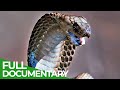 Spits & Stings | Animal Armory | Episode 5 | Free Documentary Nature