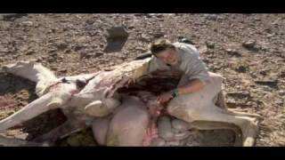 Ultimate Survival - Bear Grylls eet geit en kameel.