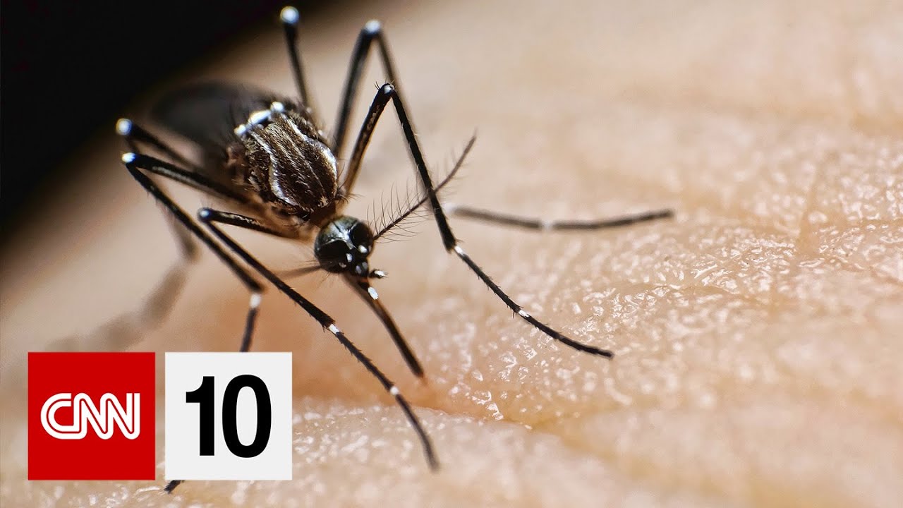 Why Some People May Attract Mosquitoes | September 9, 2024
