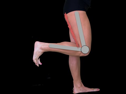 Posterior compartment thigh muscles