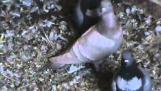 Rare Pigeons White Bar Starling Pigeons