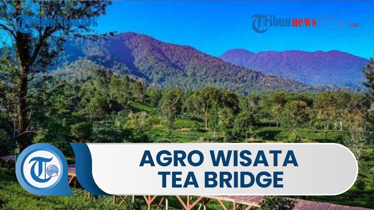 Tea Bridge Tea Bridge Agrowisata Gunung Mas Puncak, Suguhkan Pemandangan Alam yang ...