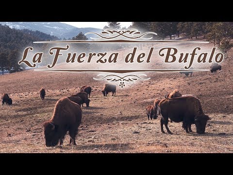 Edificando: La Fuerza del Búfalo