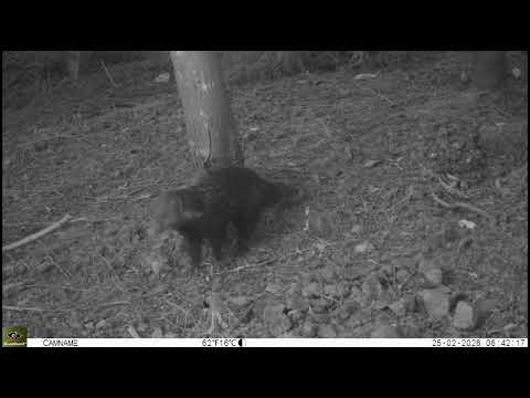 食蟹獴