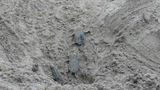 preview picture of video 'Hawksbill sea turtle hatchlings at Bath [1]'