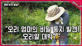 [여보 이거 해줘] 사라진 오리 가족 수색 대작전 첼리파머 낫 들고 산으로 간 사연은?!  엄마 오리가 알 …