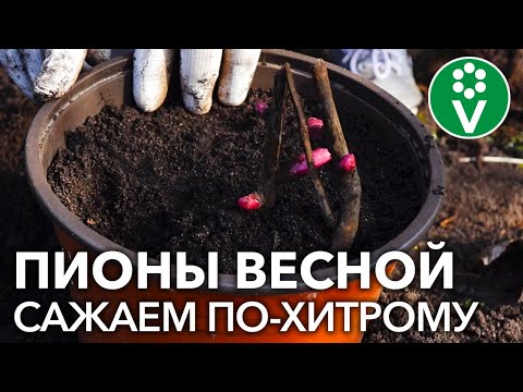 ПОСАДКА ПИОНОВ ВЕСНОЙ: если нельзя, но очень хочется