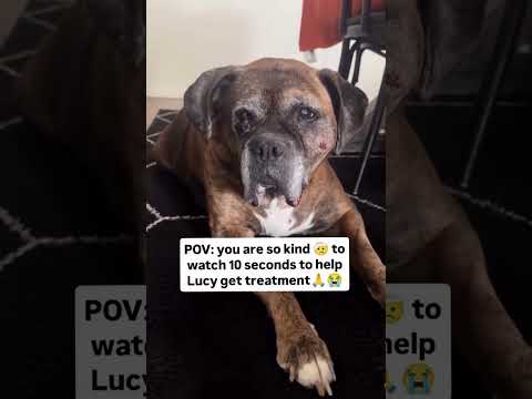 Any kind person to donate $100 or more to help Lucy get treatment please. #fyp #lucy #goviral #100k#