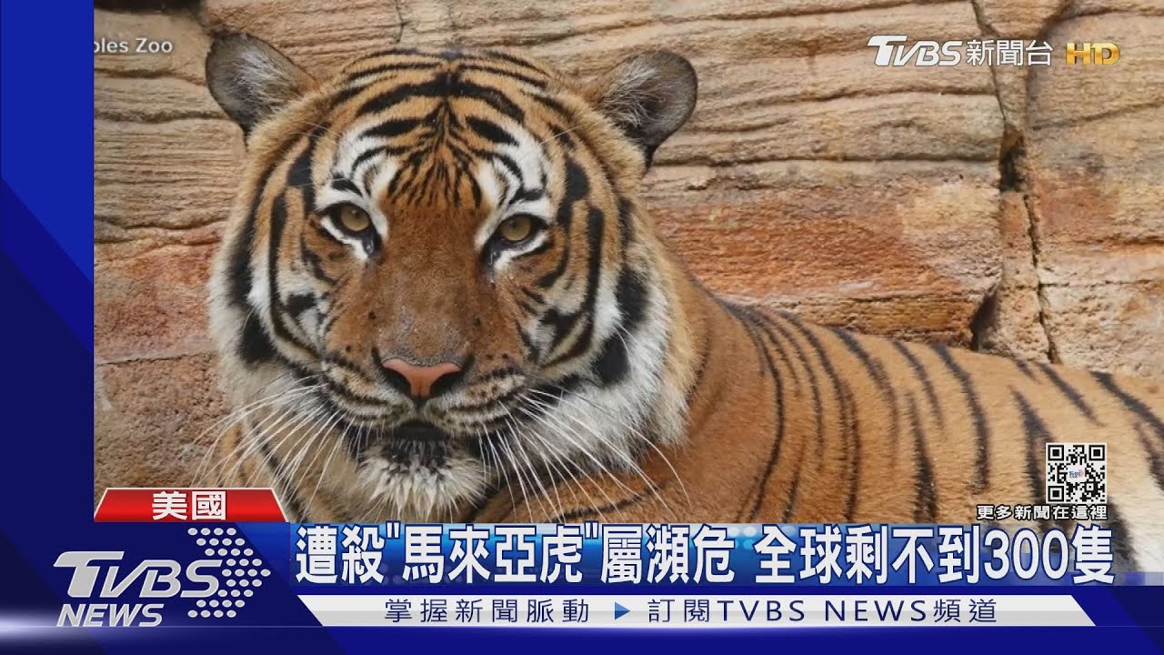 清潔員「摸虎」反被咬 美佛州瀕危馬來亞虎遭射殺