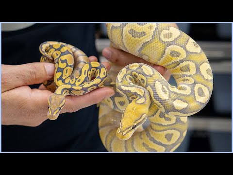 AMAZING 1 YEAR PROGRESS! — Trojan Trick Hypo Desert Ghost Update | #Hetflix 169