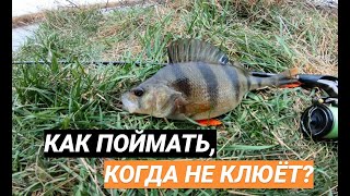 Как ловить на костромских разливах в сентябре окуня