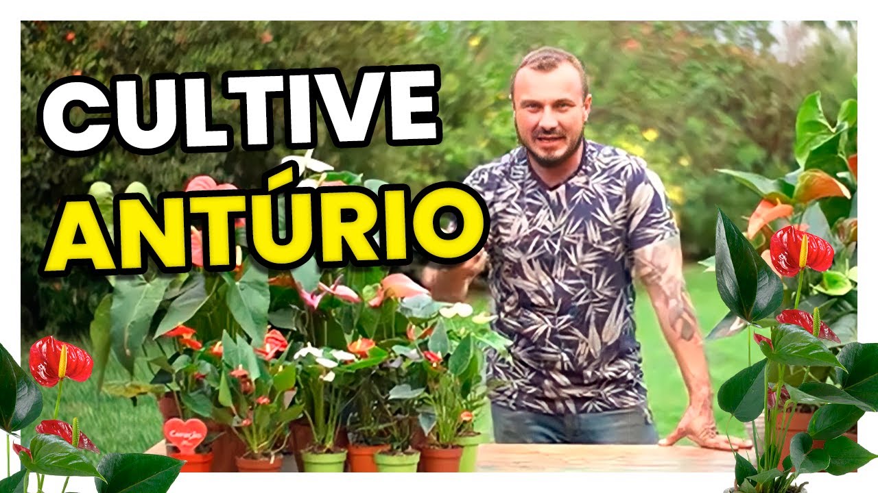 ANTÚRIO a FLOR mais procurada