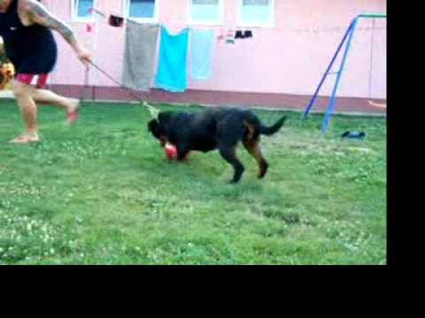 Ch Bosnia Galla Munga Stam