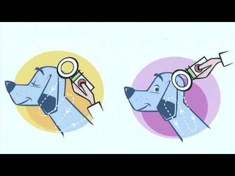 After parish steps back, New Iberia takes stray dog problem into its own hands