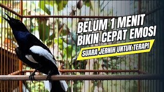 Download lagu suara BURUNG kacer GACOR ngeplong KONSLET Tarung ini Paling Ampuh buat PANCINGAN KACER agar EMOSI mp3
