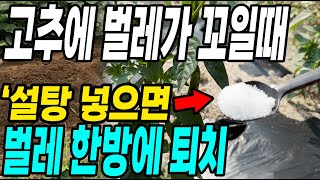 고추에 벌레가 꼬일때 이것에 설탕 넣으면 벌레 한방에 퇴치! 벌레걱정 이렇게 끝내요
