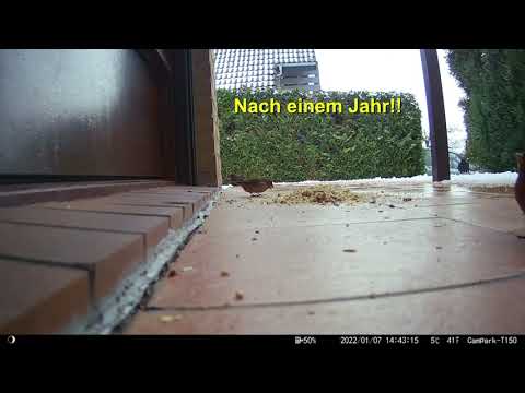 Noch ein neuer Gast im Vogelgarten!