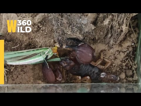 Strong Scorpion Hunting and Feeding Behavior #youtubevideo