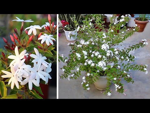 , title : 'GROW This Jasmine URGENTLY For Winter Flowers - Kunda, Downy Jasmine Plant CARE 101'