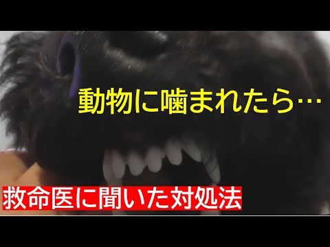 猫が犬に噛まれた場合、どうすればよいでしょうか?
