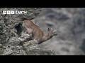 Top 10 BBC Earth Moments Of 2024 BBC Earth
