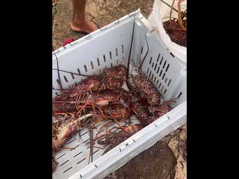Big Corn Island Lobster Season: What It Really Looks Like! 🦞