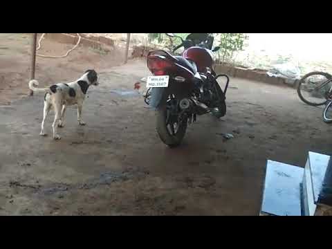 कुत्रा आणि कोंबड्याची झुंज