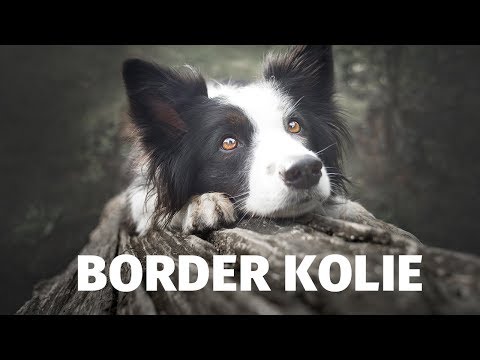 , title : 'Border kolie - Atlas plemen - Tlapka TV'