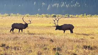 Wondrous Bugle of Bulls