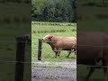 Bull Gets Triggered By Electric Fence. #livestock #shorts