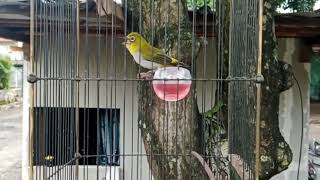 Download lagu MASTERAN PLECI BUXTONI NEMBAK WITWIT SEJALUR MUDAH MASUK TERBARU ‼️ || TERAPI PLECI OMBYOKAN NGALAS mp3