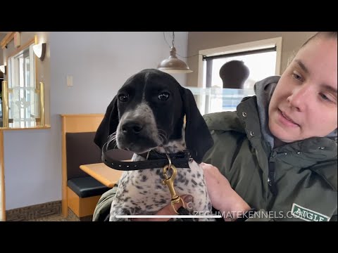 Haida Gwaii Czechmate GSP puppy for sale