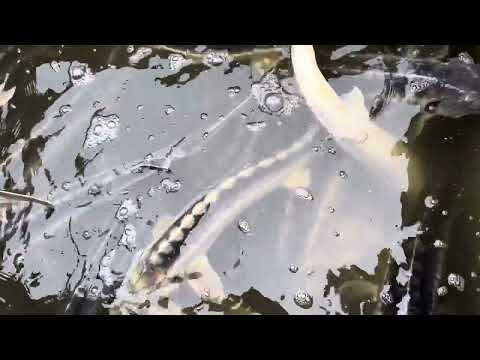 Absolute Fanggarantie ||Angelresort.de || Forellensee Rosenweiher