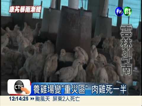 養雞場"滅頂" 2萬多隻雞被沖走